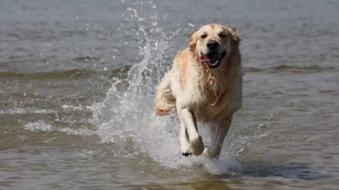 "Golden Retriever's Splashing Fun: A Water Play Adventure"