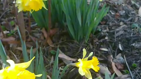 My Daffodils Plant ♥️