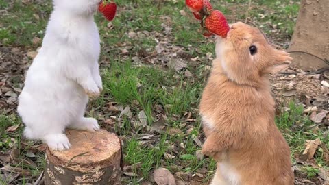 Beautiful Rabbit 🐰🐰 Eating Staberry Tree