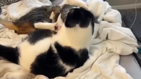 Top Funny Cute Cats Viral Clips😹-- Best #funny Cats #shorts Video😂-- #trending #animals #reels