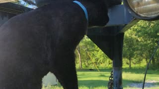 BLACK PANTHER TAKES A DRINK