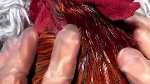 Chicken spa