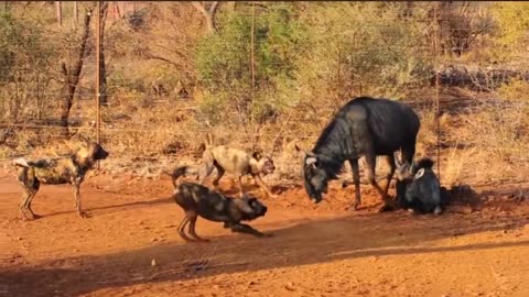 Wild dogs trying to take down injured Wildebeest