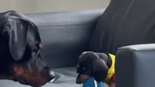 Big Dog Plays With Little Brother