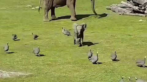 cute Baby Elephant Happy Playing 😍