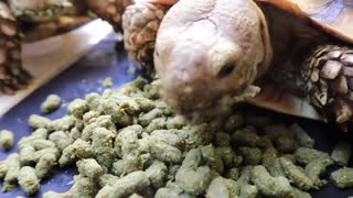 A day in the life of a tortoise