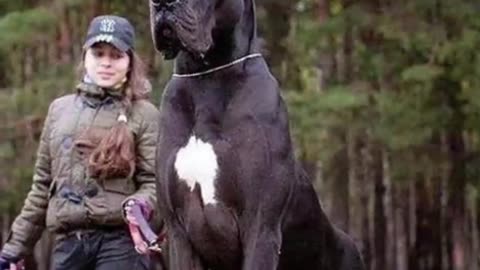 Cane Corso dog facts