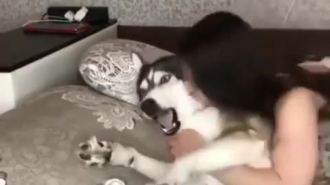 Please stop hooman, funny husky video make your day