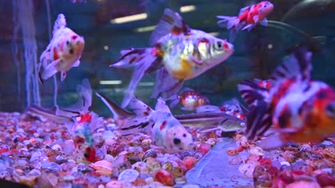 In a colorful aquarium you can see three small sturgeons prowling the bottom