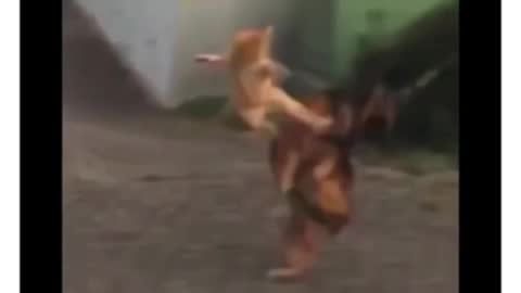 Watch the cat ninja defeat the dog