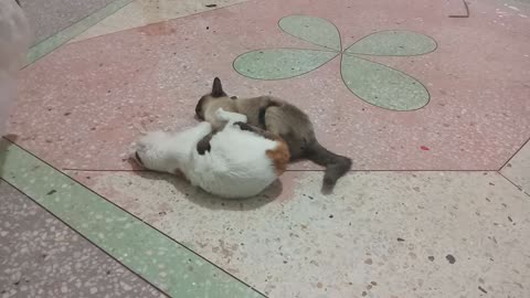 This is how the two cats always spend time fighting and playing