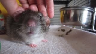 ADORABLE pet rat enjoys his daily massage