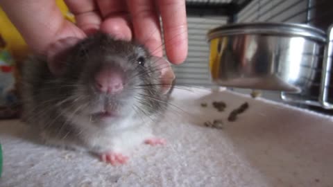 ADORABLE pet rat enjoys his daily massage