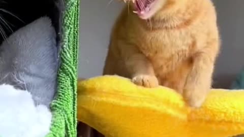 funny cat Video