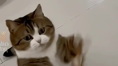 Copycat Kitten Preciously Mimics Owner's Hand Movements