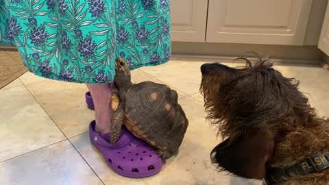 Grandma Gives Treats to Doggy and Tortoise