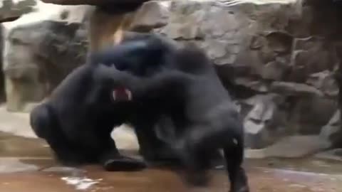 The gorilla family is fighting