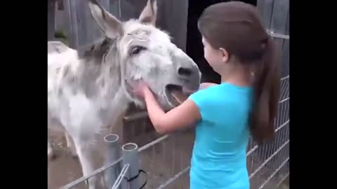 Look at the donkey's reaction to seeing the girl who raised him