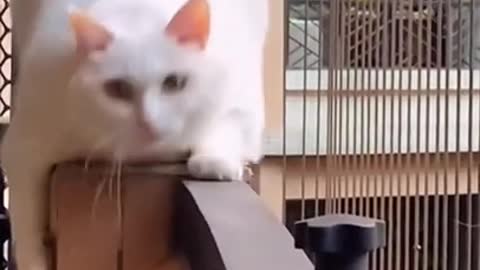 Funny cat laughing video