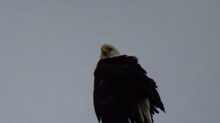 Eagle