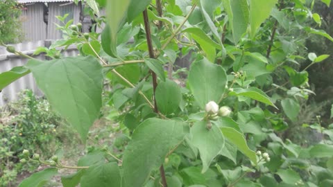 Jasmine buds appeared