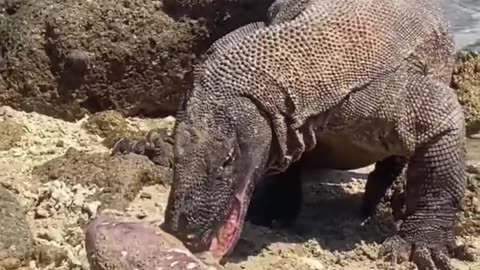 AMAZING!! KOMODO DRAGON EATS ROCK SQUID