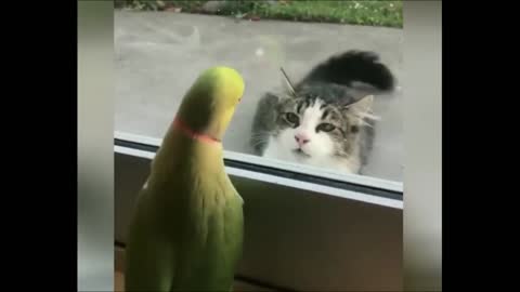 See parrot fide from cat