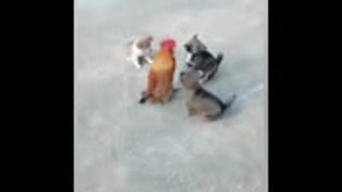 Chicken vs dog fight