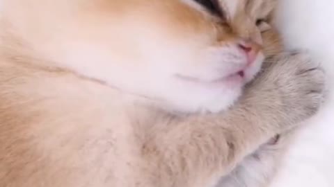 Isn't it cute to be such a sleeping cat?