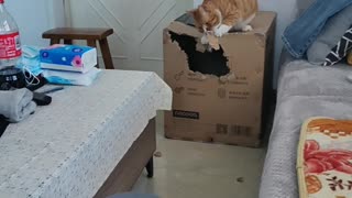 cat chewing box