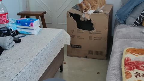 cat chewing box