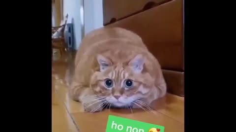 Cute and Funny Animals Videos Compilation