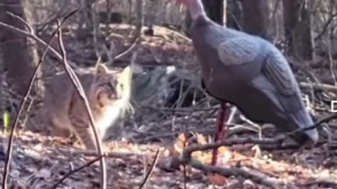 Bobcat attacks turkey decoy.
