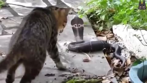 Cats vs Wild Animals! (A Compilation