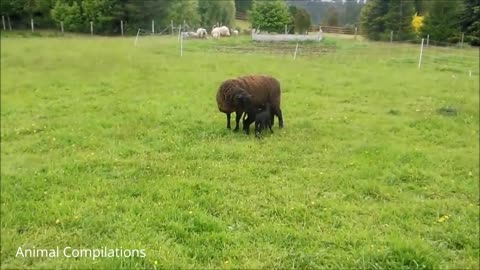 Baby Lamb (Sheep) Goes Baa - CUTEST Compilation