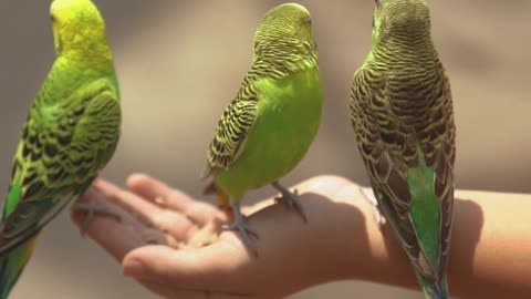 Lucky birds...