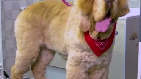 A groomer's touch transforms a stray dog's day!