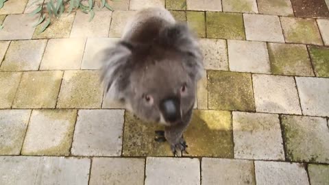 Curious Koala Bear