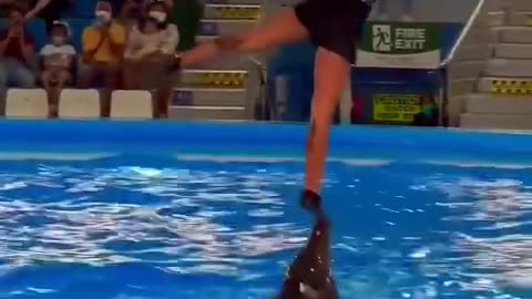 Dolphins playing with a woman in the pool