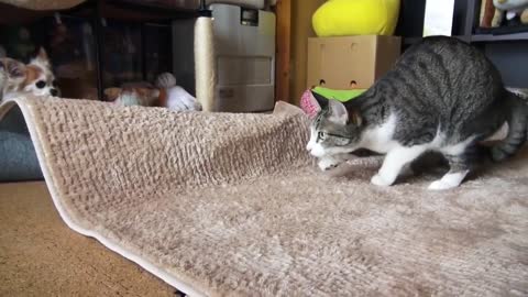 Cats Wiggle Butt to Music