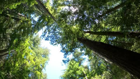 Butano State Park CA | Magnificent Tree Top Views | Gorgeous Sunrays