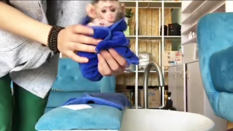Mother bathing baby monkey