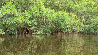 Kayaking in Ft. Meyers