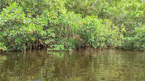 Kayaking in Ft. Meyers