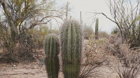 ***Barrel Cactus: A Prickly Superfood***