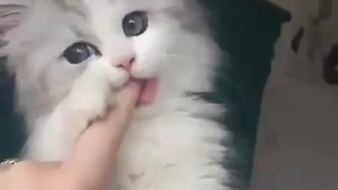 A cute cat sucking his owner's finger in a beautiful, cute and sweet way