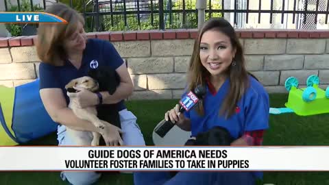 Guide Dogs of America needs volunteer foster families to take in puppies