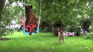 Adorable cachorro disfruta de un relajante rato en una hamaca