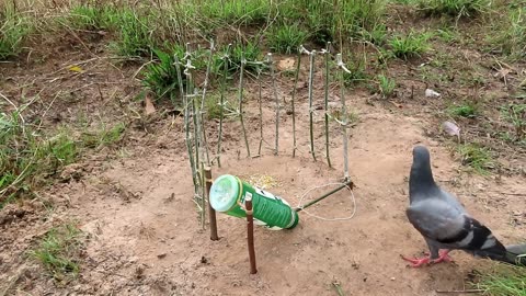 Simple Easy Bird Trap Using Plastic Bottle And Bamboo