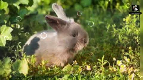 Know : Rabbit's🐇🐰are typically have five eye colors: brown, blue-gray, blue, marbled, and pink.
